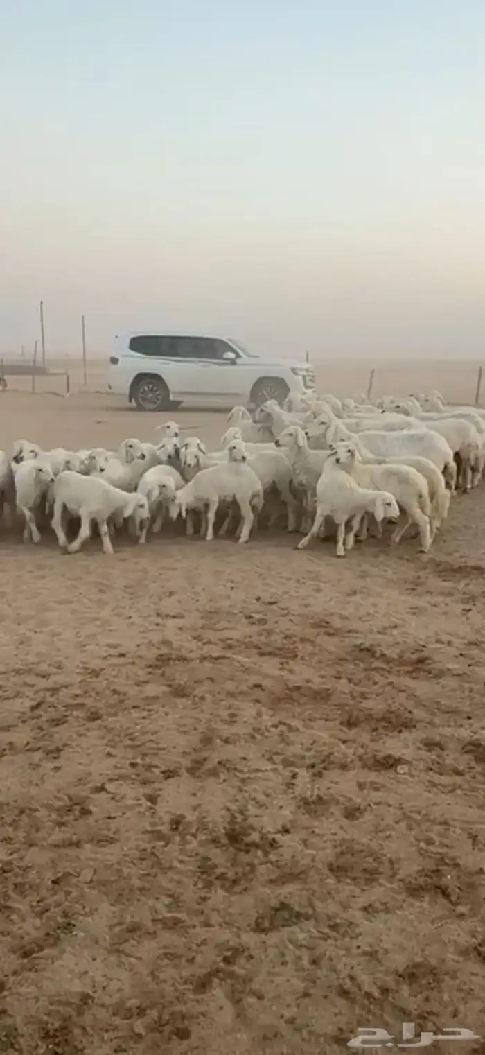 متابيع حرش حريات طيبه بناتها كلها رخال 7