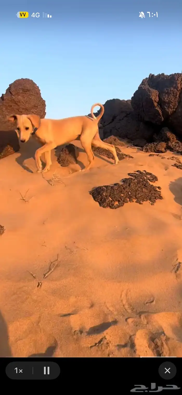 الي عنده سلوقي جرو يتوصل معي 0