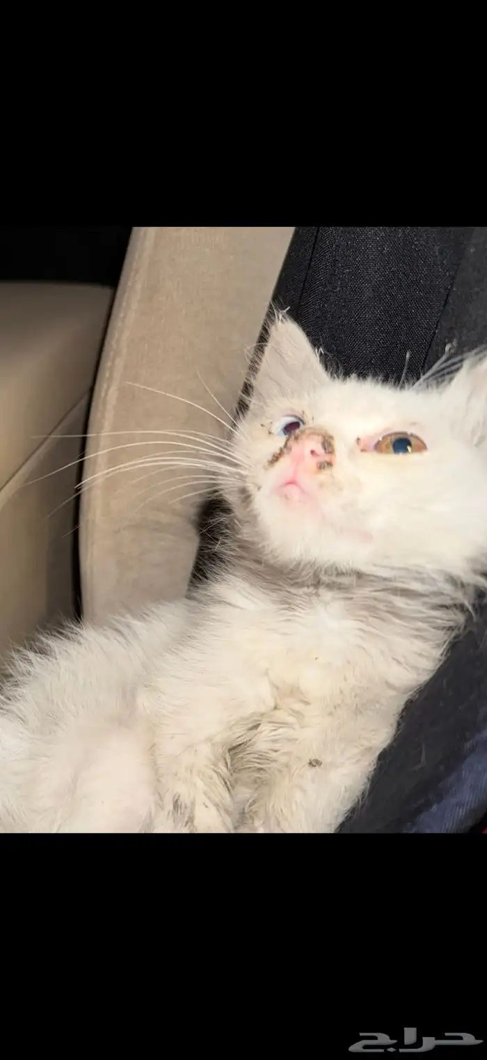 قطة تحتاج بيطري 0