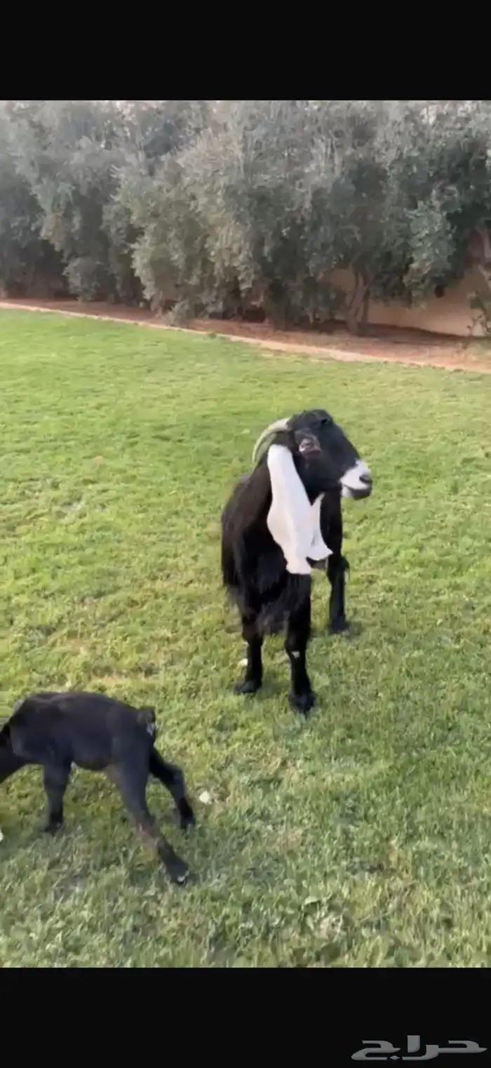 عارضية والد 0