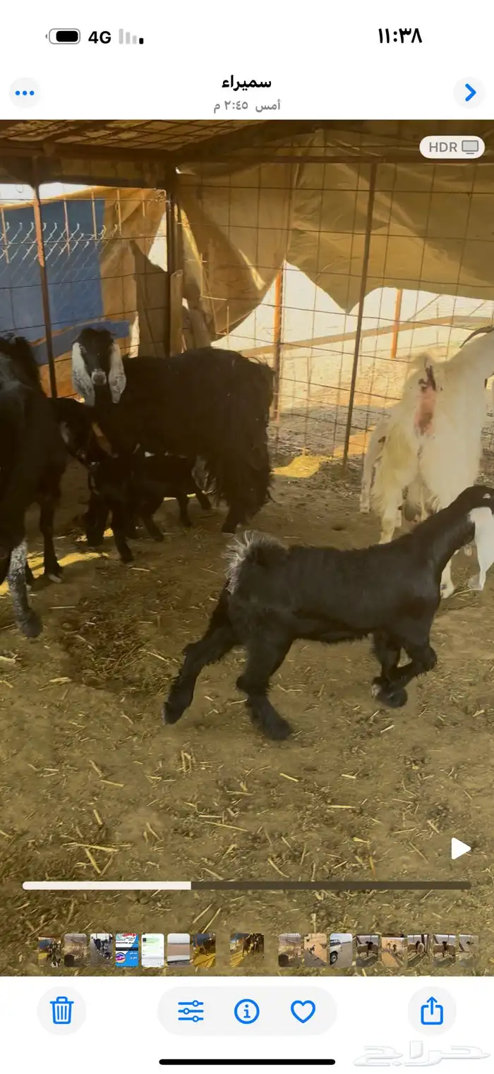 معزاء مواليد 0