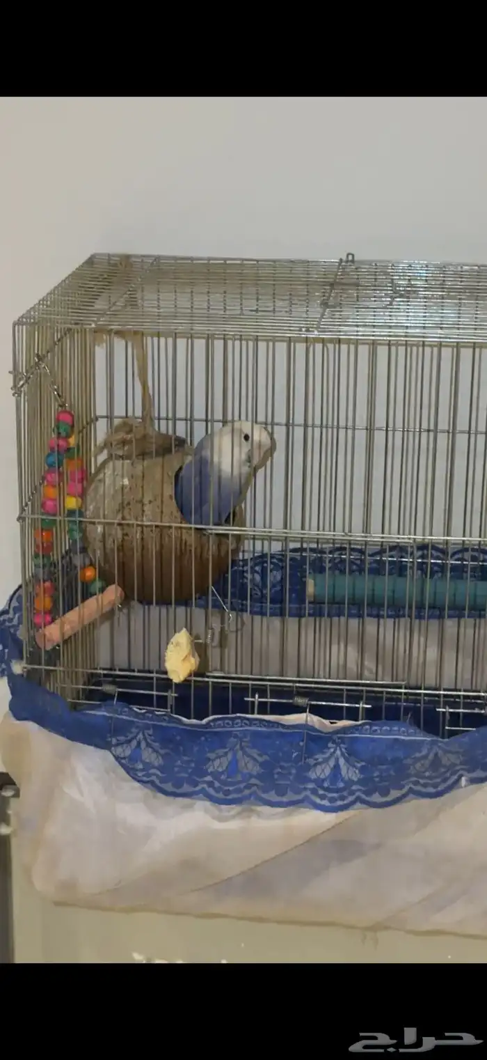 طير روز أليف العمر سنتين هدد داخلي لعوب مع الكل 1