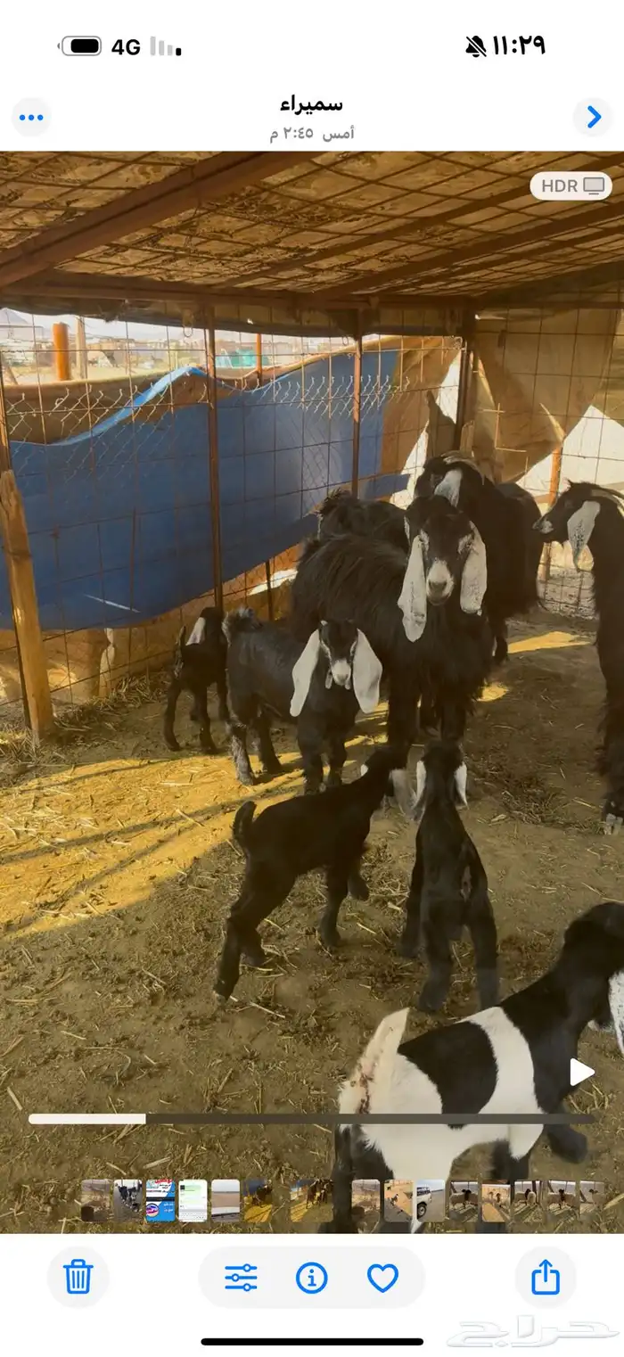 معزاء مواليد 1