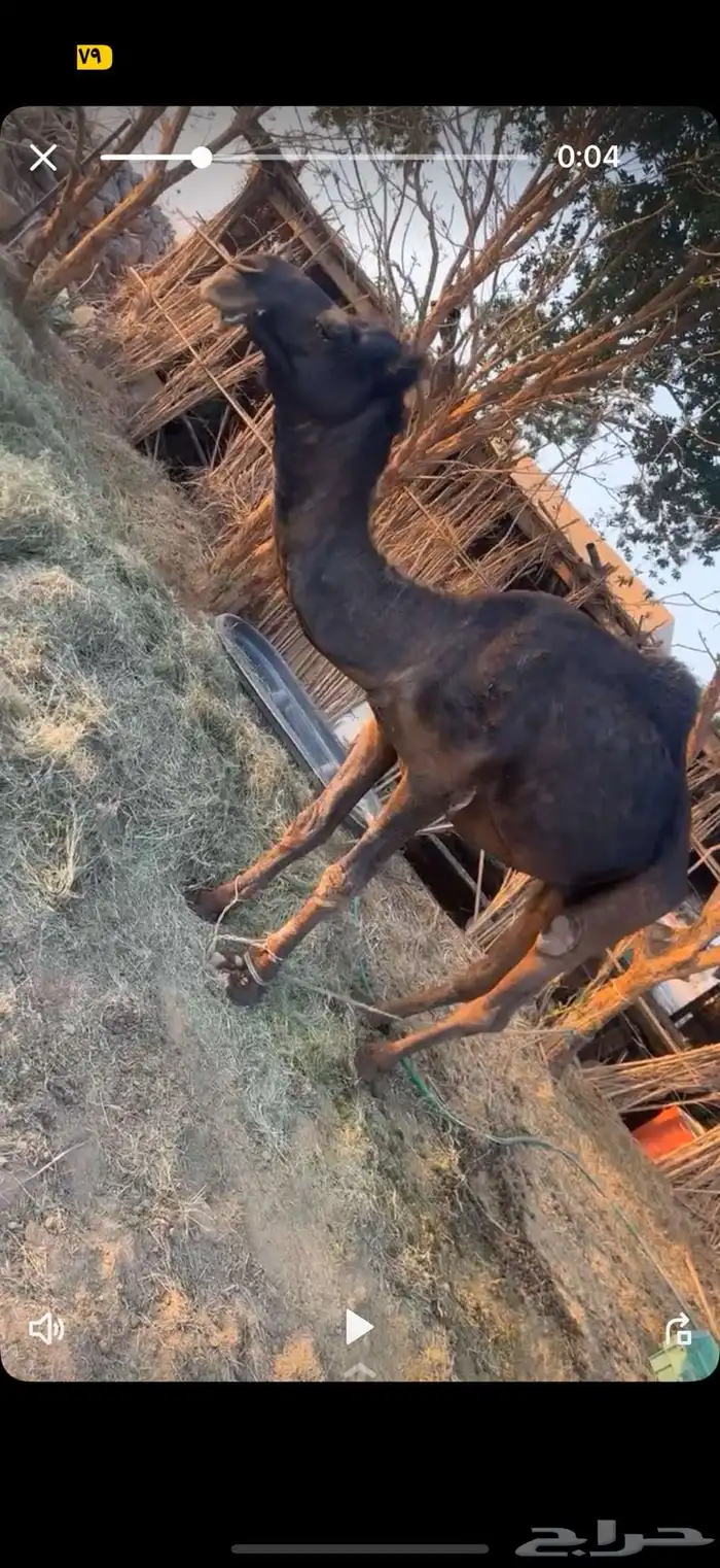 بعير مجهم اكبر بناته ولد بثانيهن 3