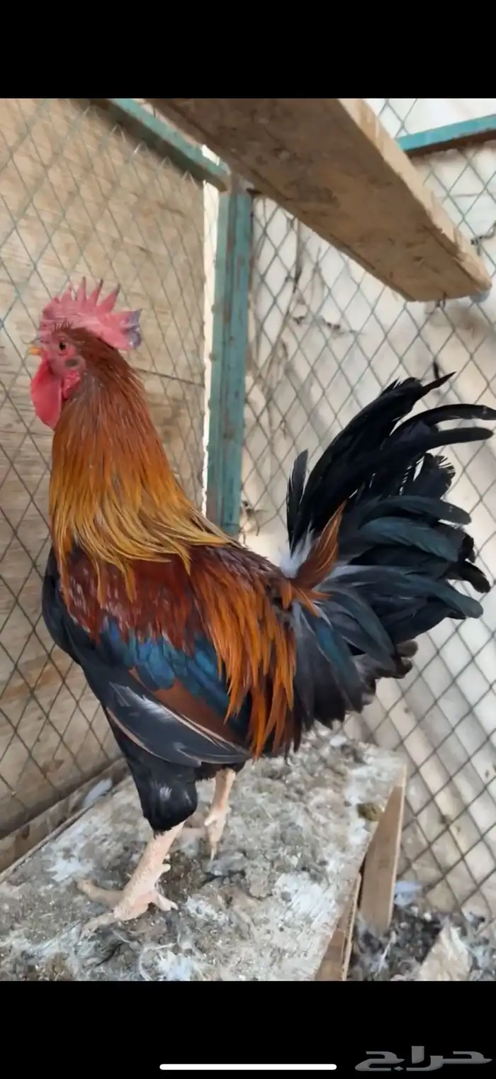 ديك بلدي تراث 0