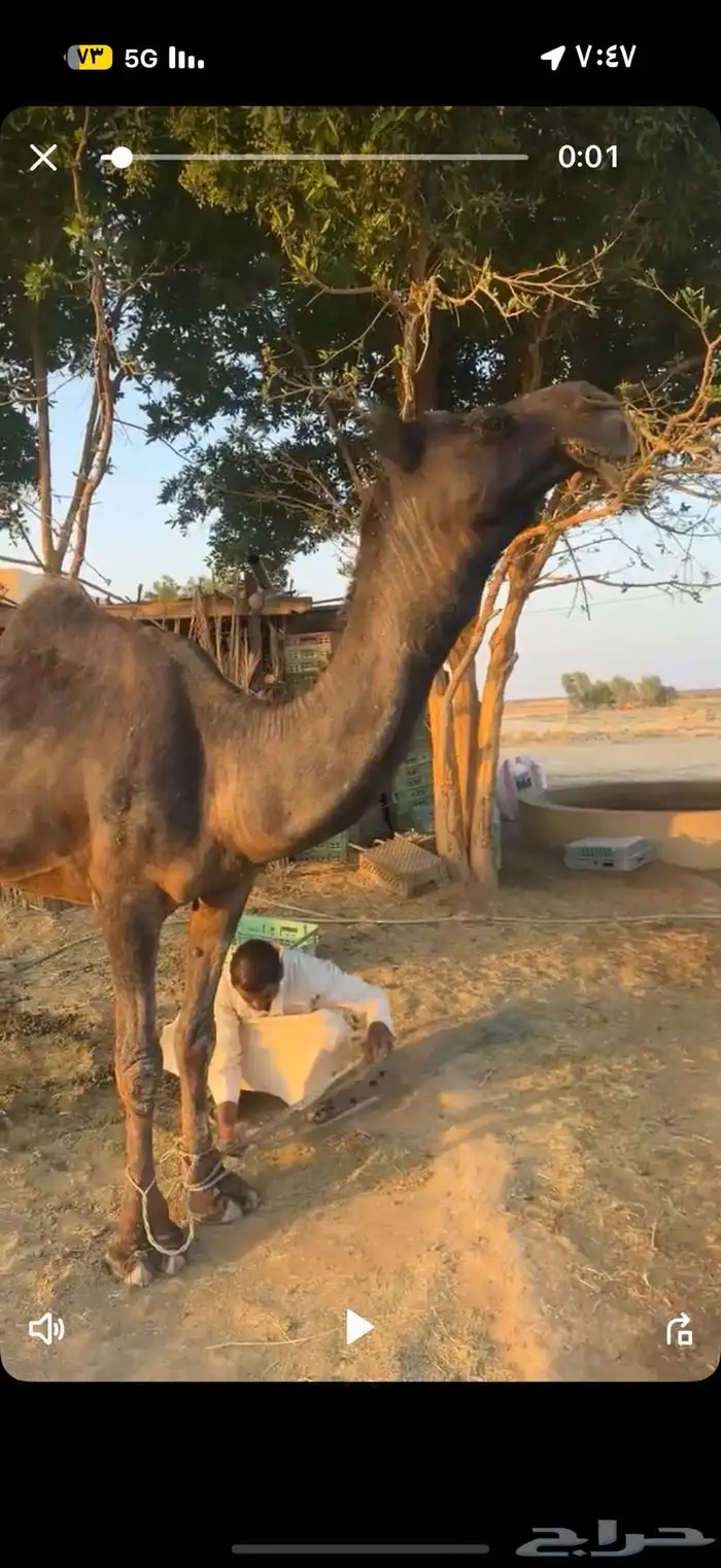 بعير مجهم اكبر بناته ولد بثانيهن 0