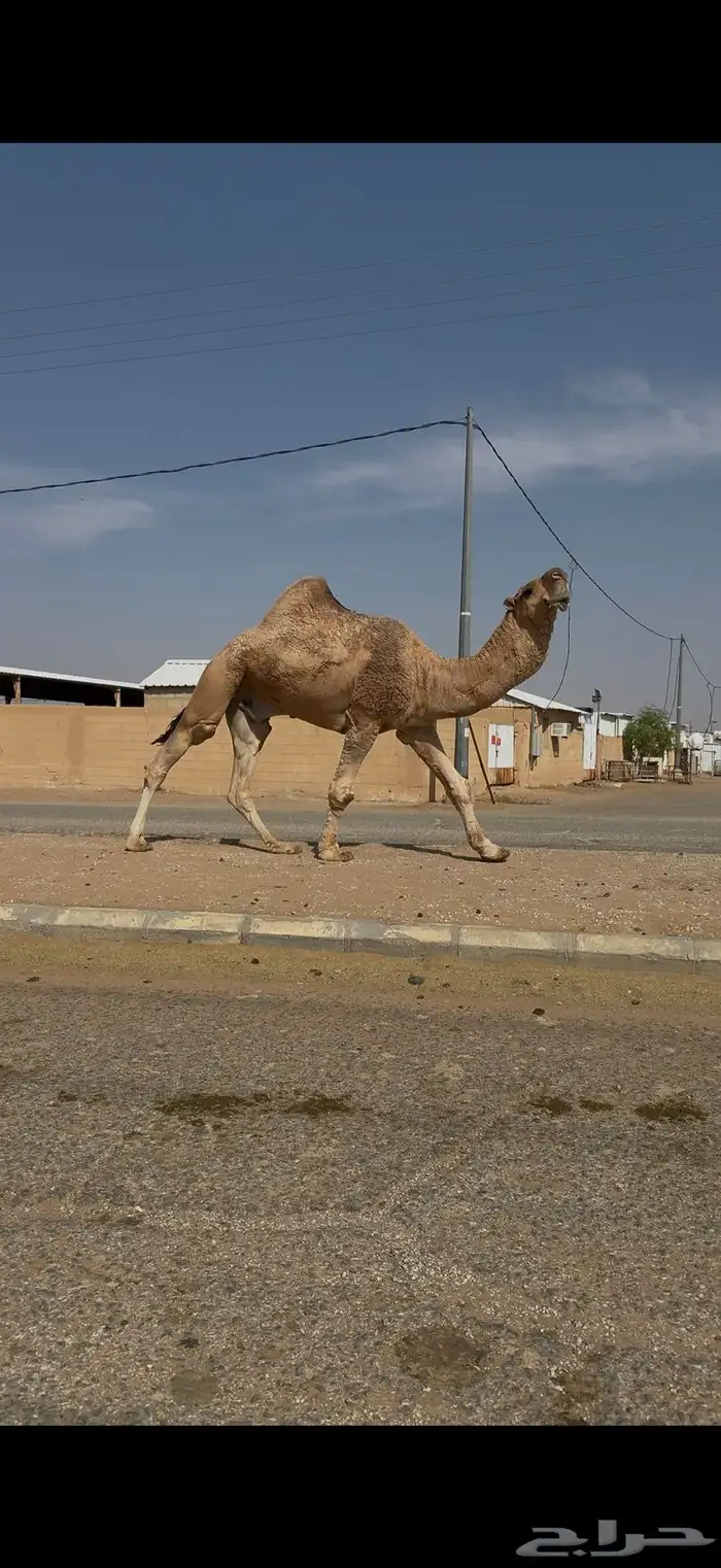 فحل احمر رماني 0