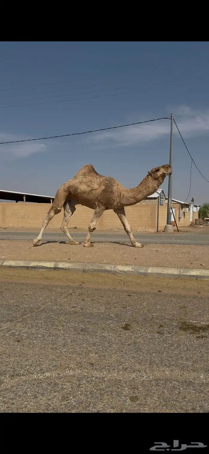 فحل احمر رماني 1