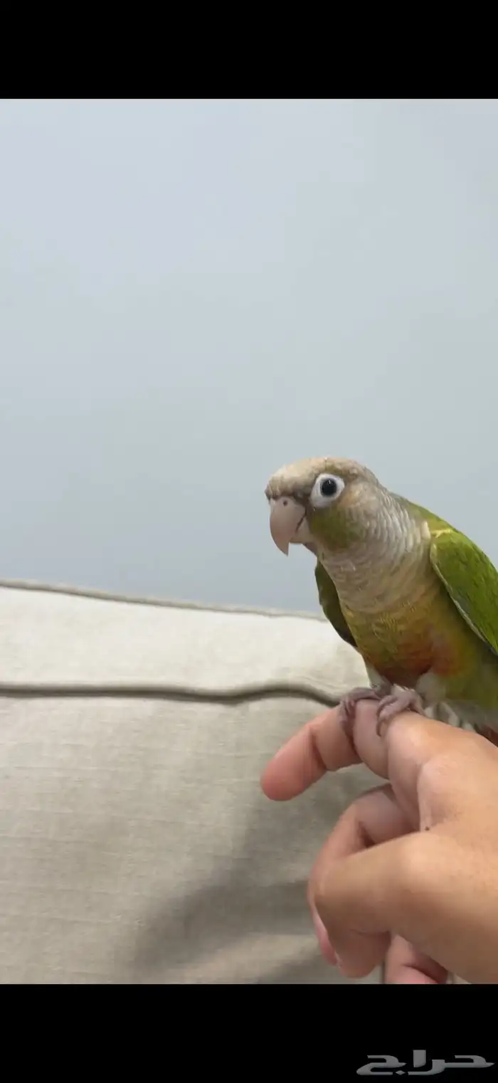 ببغاء كنيور للبيع 1
