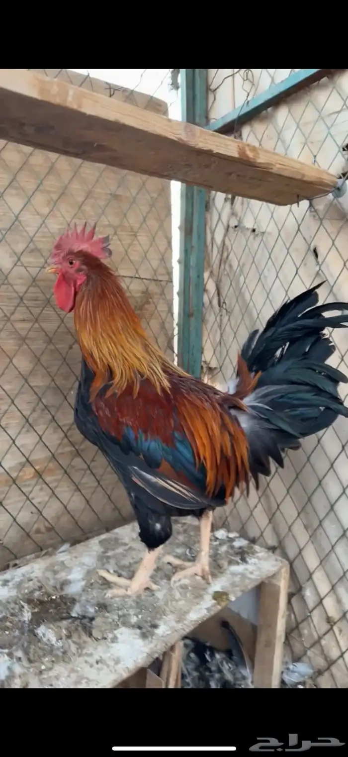 ديك بلدي تراث 1