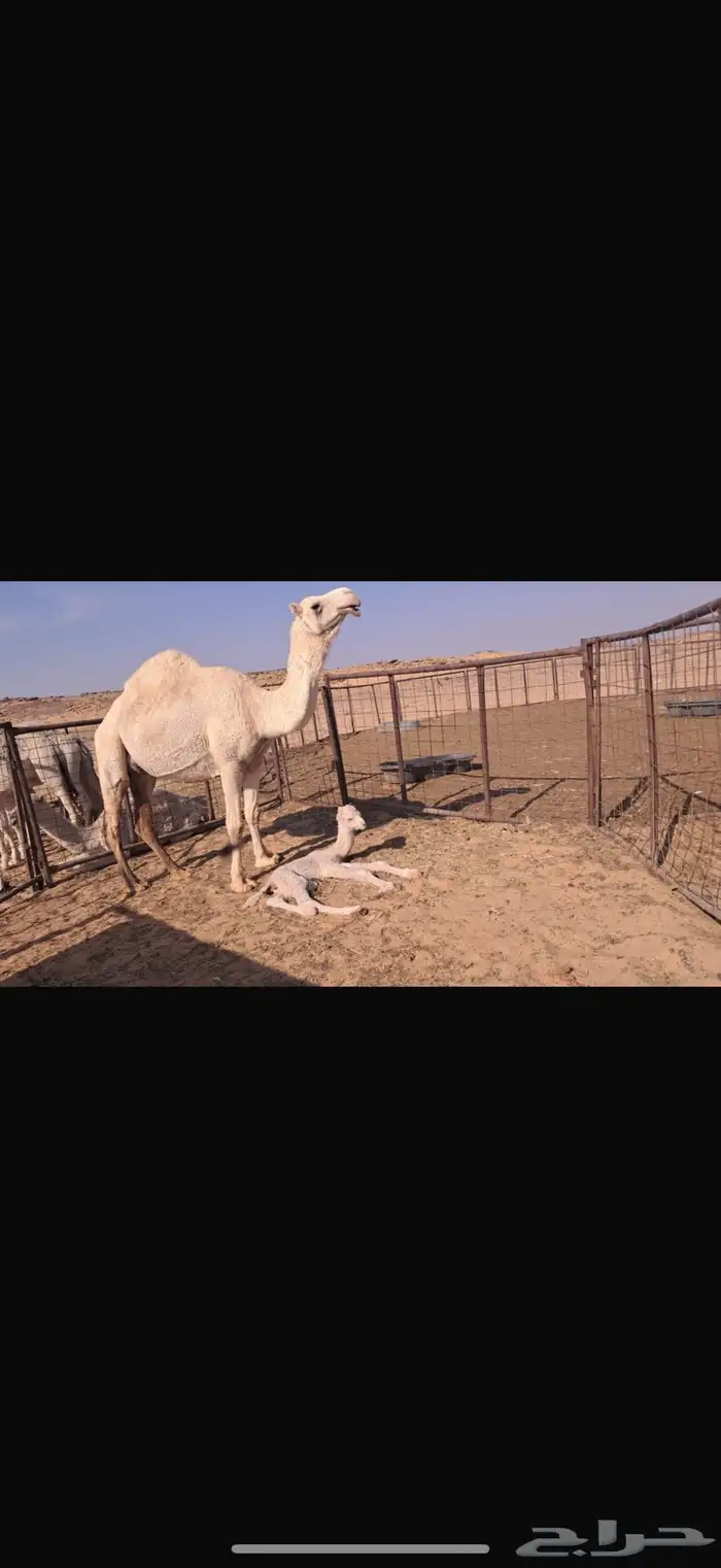 ناقه خلفه. للبيع 4