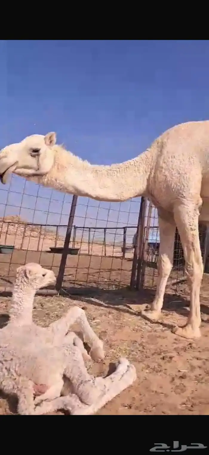 ناقه خلفه. للبيع 1