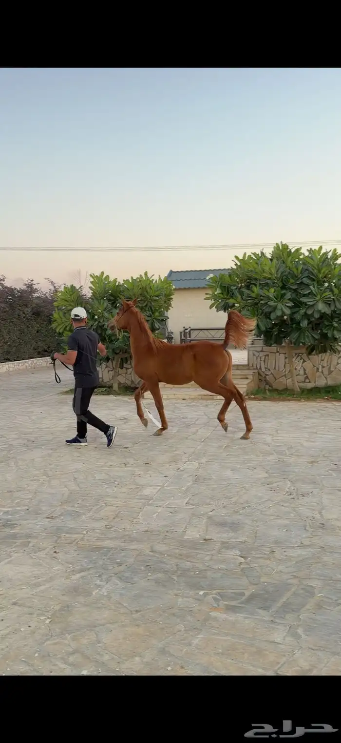 مهر فاخر ولد الاسطوره حابس الزبير 0