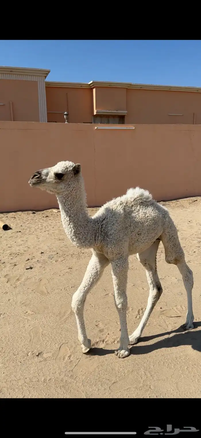 قعودين ضيار 0