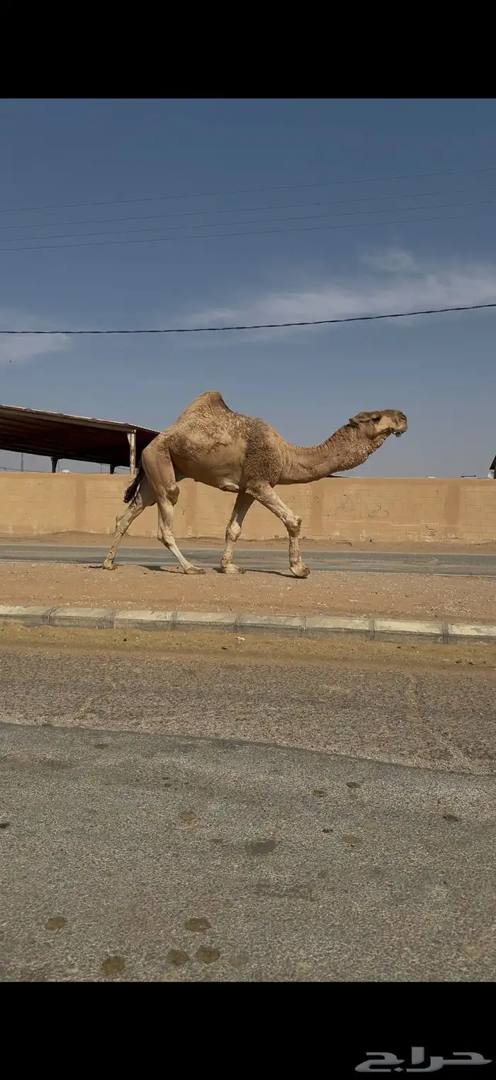 فحل احمر رماني 3