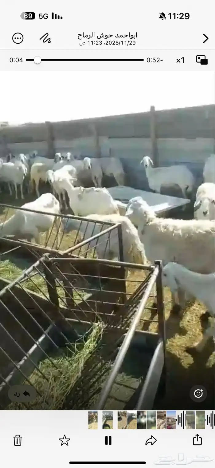 حاشي قعدان 3850 وبربري 750 و تيس 950 6