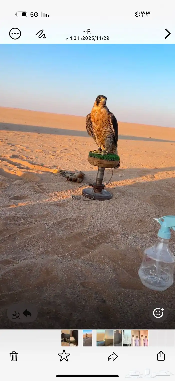 شاهين مفقود اليوم السبت1447 6 8 حي المهدية ج( 0