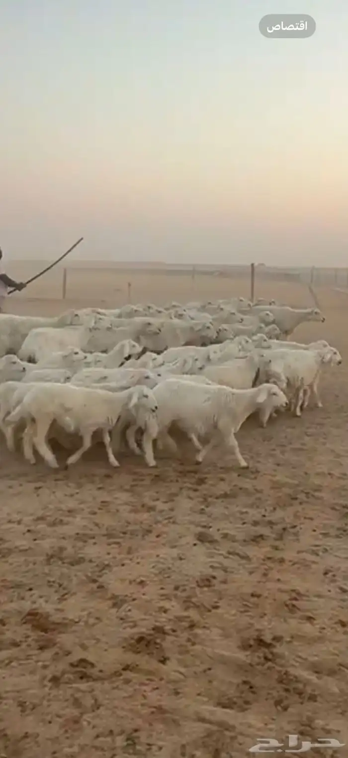 متابيع حرش حريات طيبه بناتها كلها رخال 3