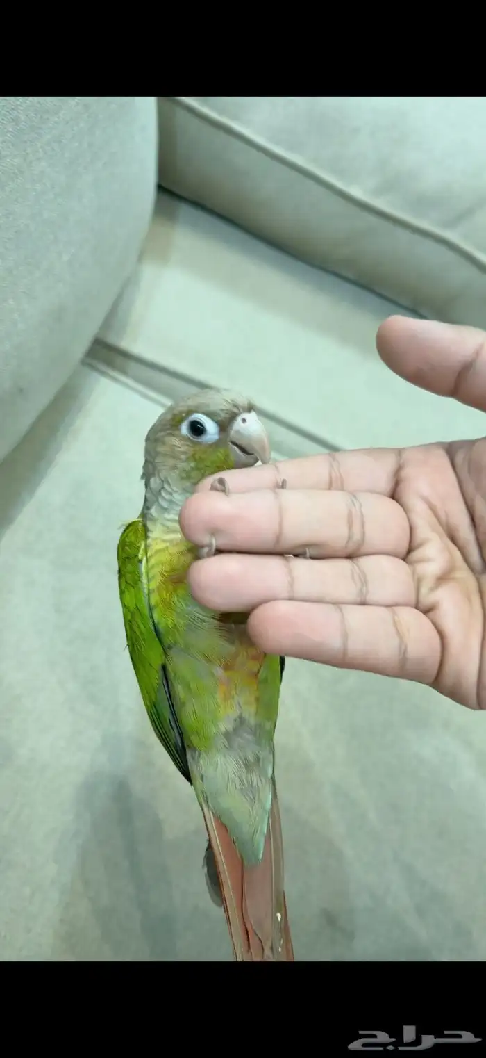 ببغاء كنيور للبيع 2