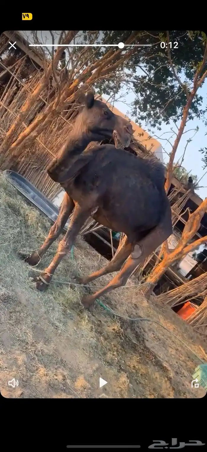 بعير مجهم اكبر بناته ولد بثانيهن 2