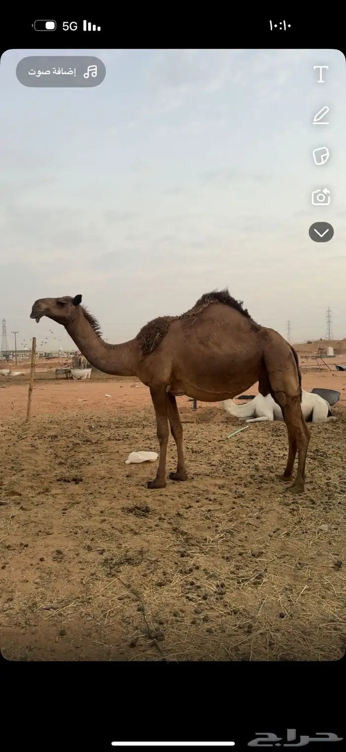 ناقه ميت ولدها فيها ديد خربان والباقي سليمه 1