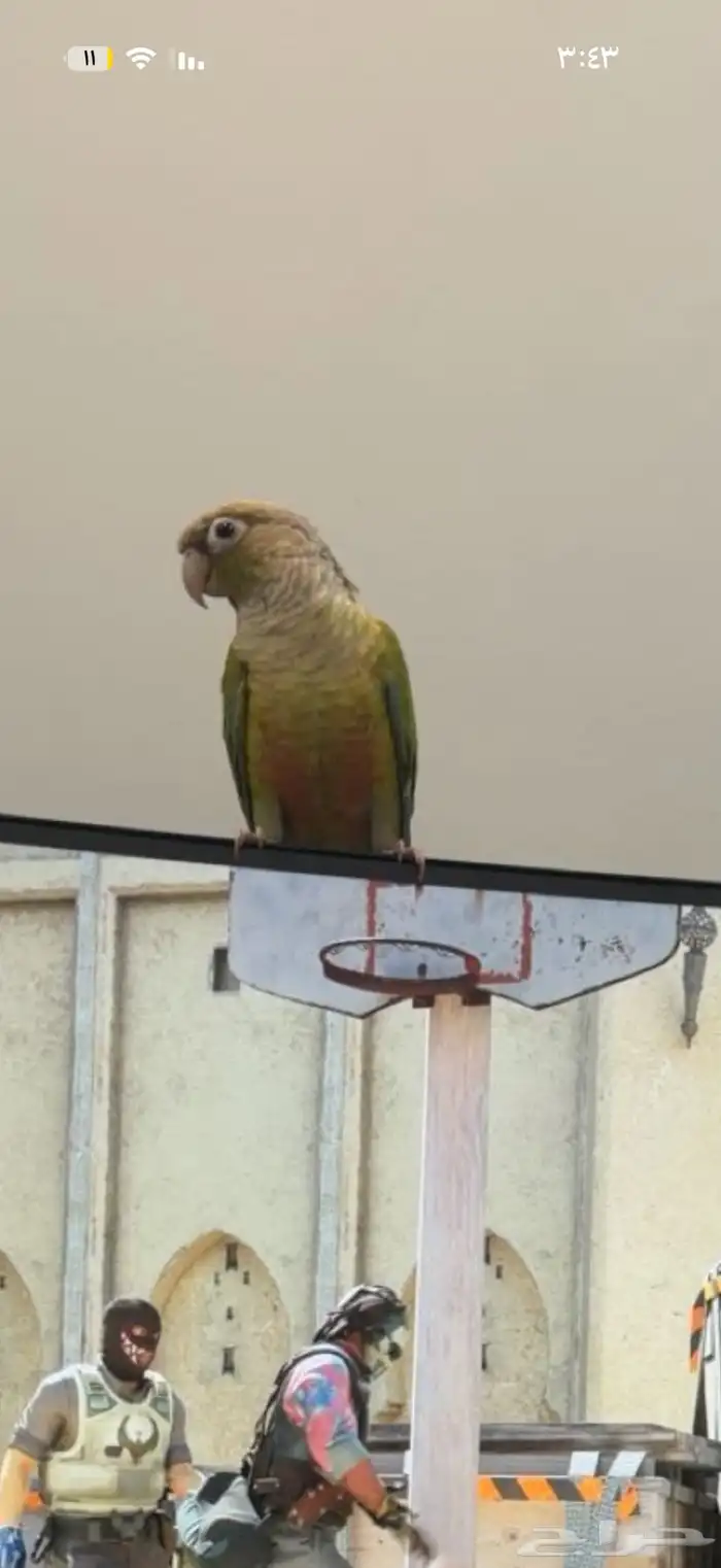 ببغاء كنيور للبيع 0