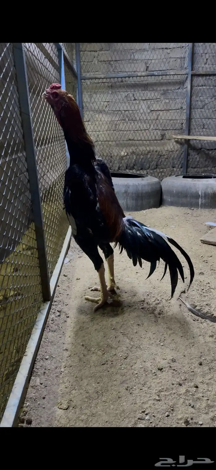 ديك برازيلي 0