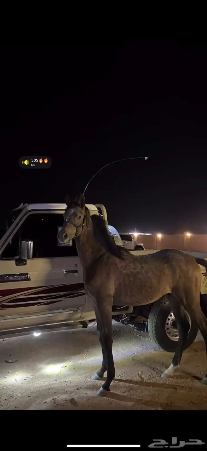 مهر العمر سنه ونص حد 2500 ورق 3