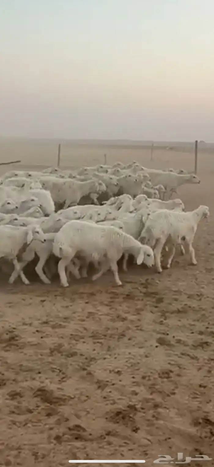 متابيع حرش حريات طيبه بناتها كلها رخال 1