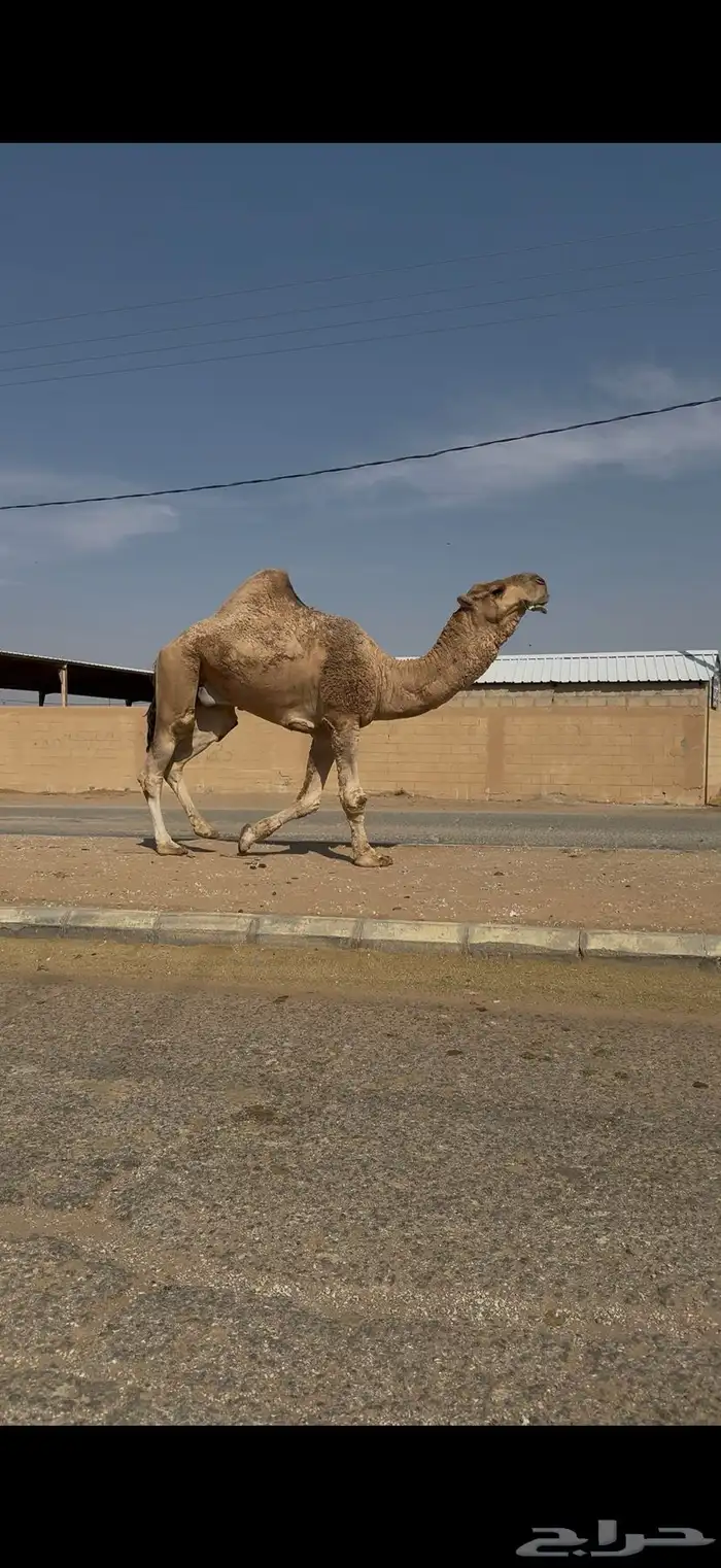 فحل احمر رماني 2