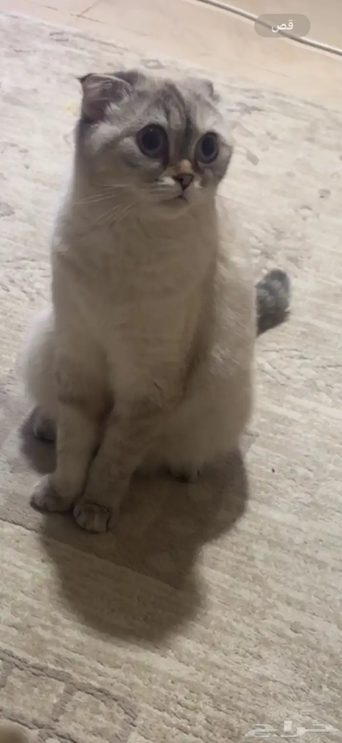 قطط سكوتش فولد 1