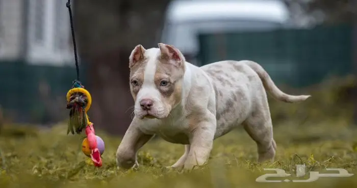 متوفر جرو للبيع امريكان بولي ولد 5