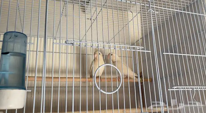 زوج روز البينو عيون حمر حجم فاخر 3