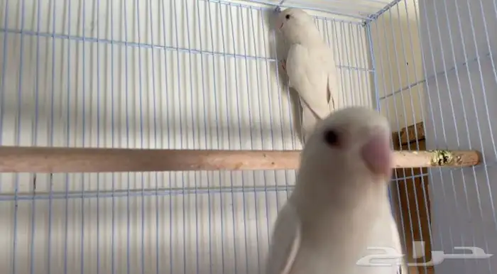 زوج روز البينو عيون حمر حجم فاخر 2