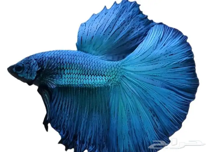 سمك فايتر Fitter 1