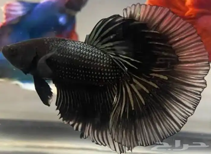 سمك فايتر Fitter 2