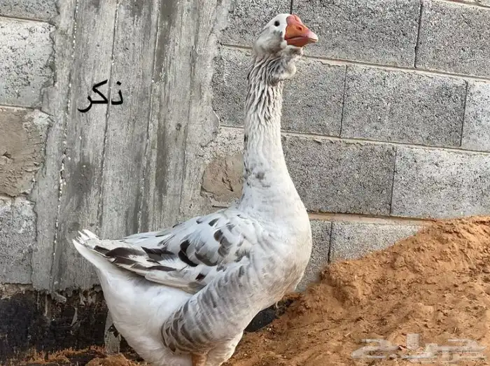 جوز وز تولوز وذكر وز روسي نوادر 1