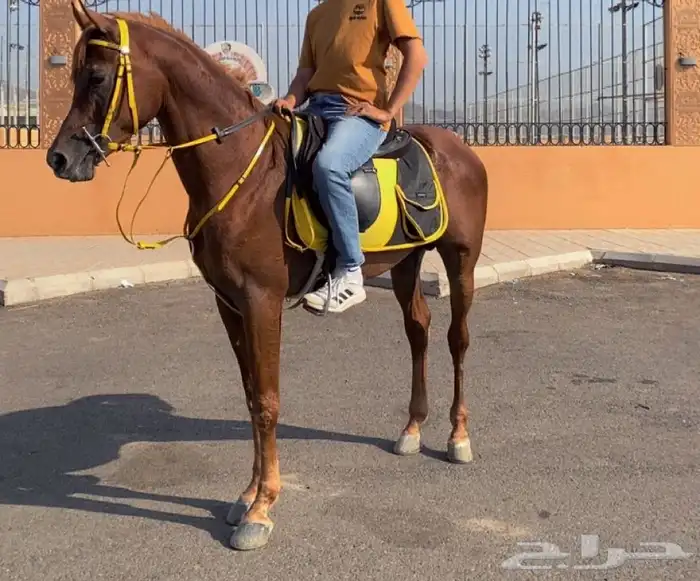 حصان مصري 2