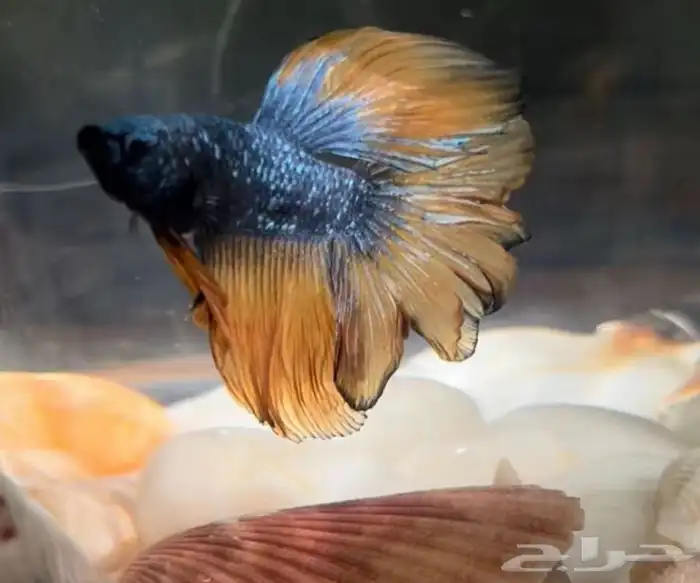 سمك فايتر Fitter 0