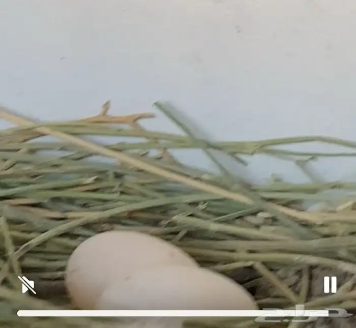 زوج لبناني نضيف وعلى السوم الموقع مليجه ومبيض 2