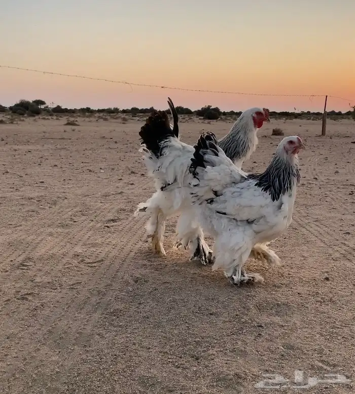 كولومبي صنف الصنف 3