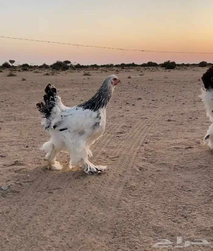 كولومبي صنف الصنف 1