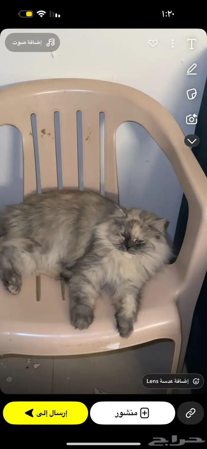 عندي قطتي ضايعه موقعي حي النزهه جنب مجمع المدارس اسألكم 0