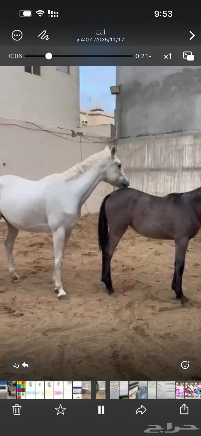 فرسات للبيع العمر اقل من 5 سنوات 0