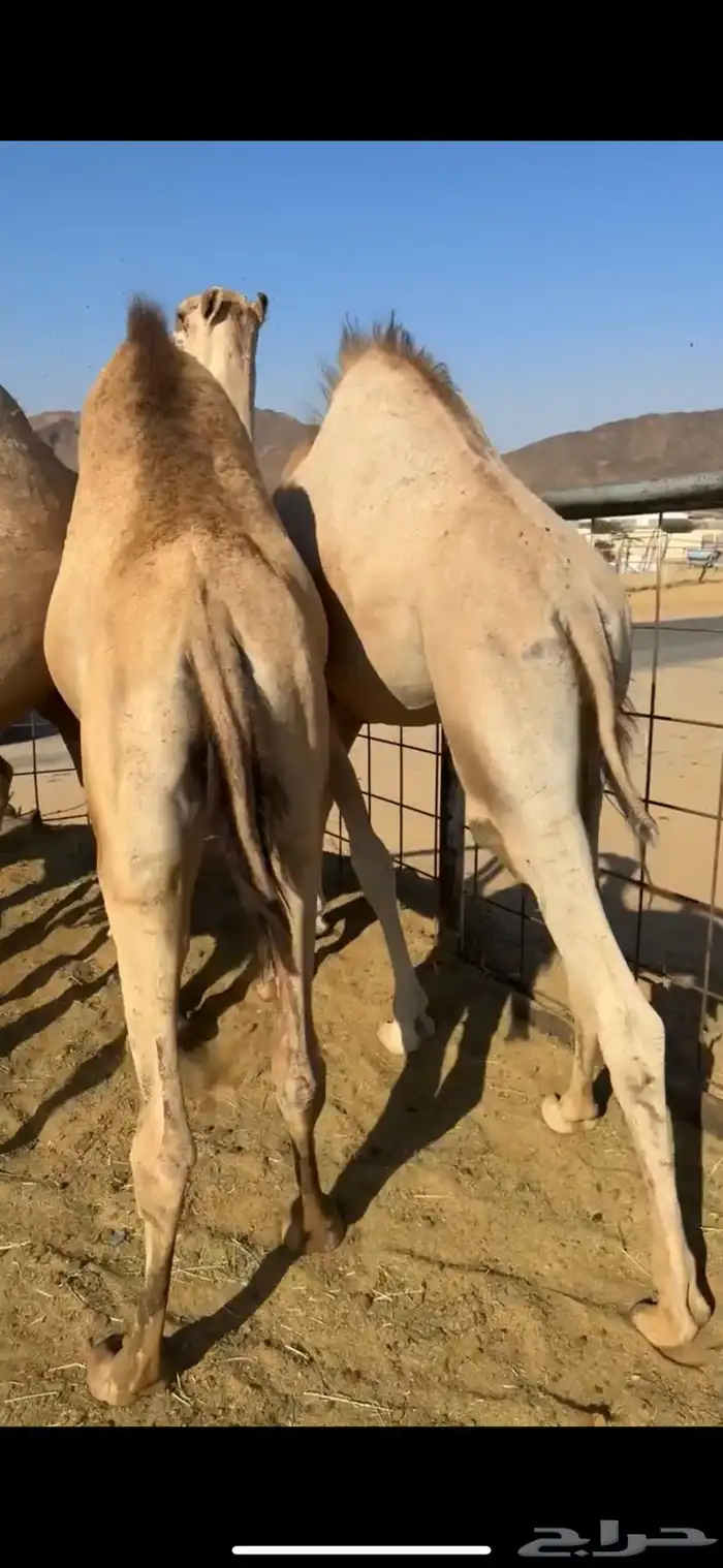 قعودين كفووو للبيع 2