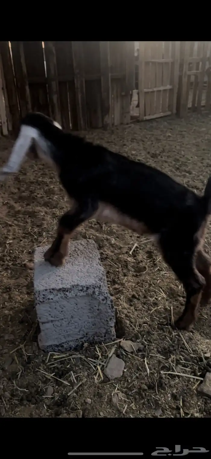 جفره داغور حوى حليب تم البيع 1