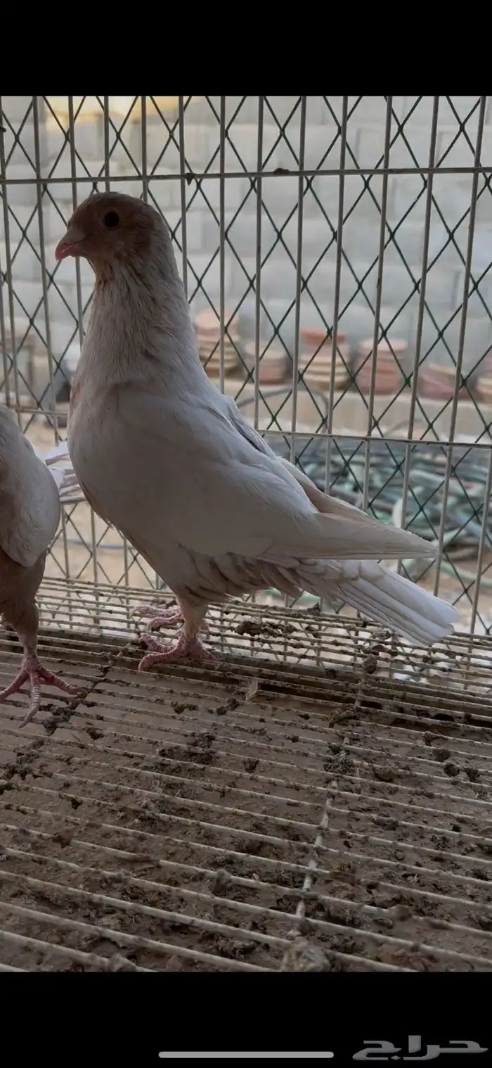 طبه زاجل فراشه 0