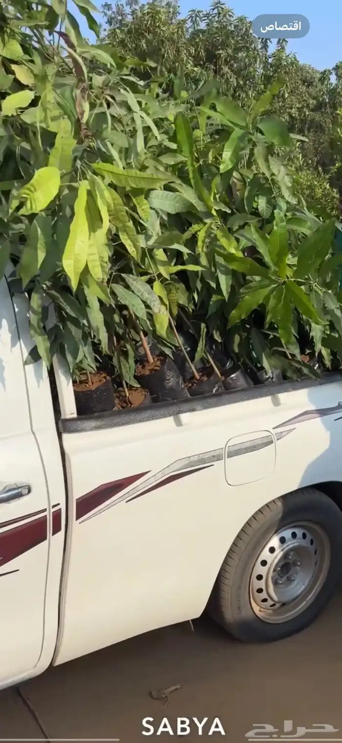 شتلات منقى للبيع 1