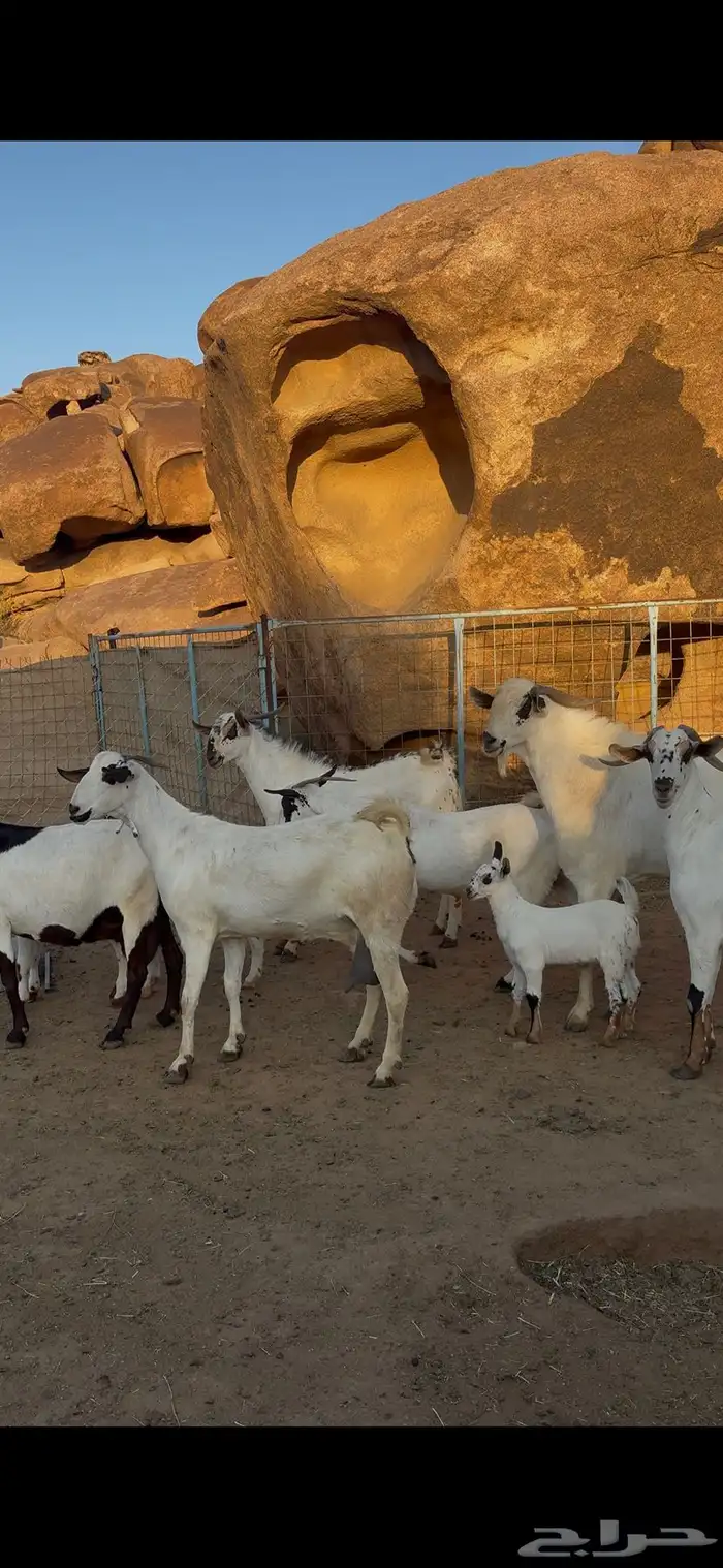 معزا بيشيات خلفات صنف 8