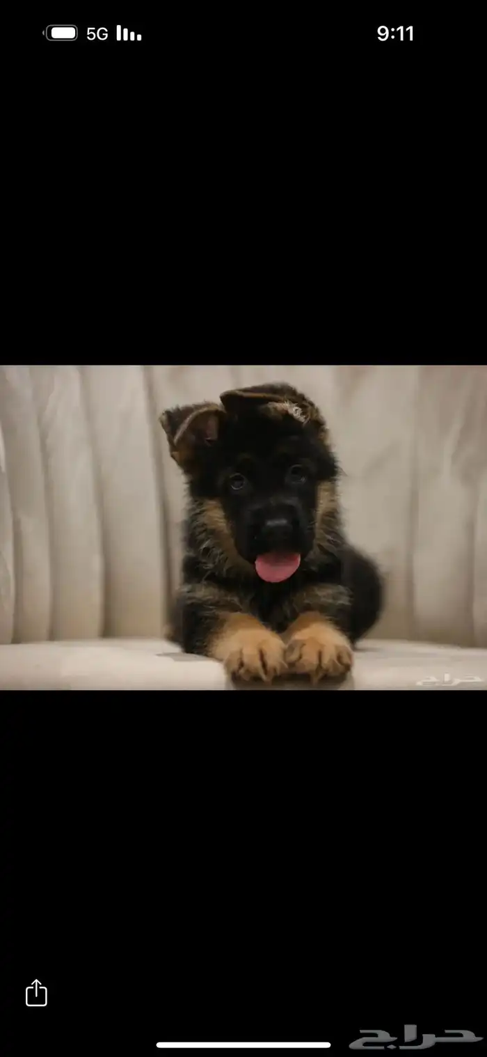 للبيع اقوى جراوي جيرمن شولاين 0